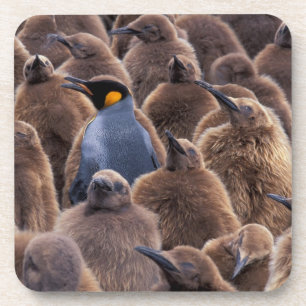 Posavasos Antártida, isla de Georgia del Sur, pingüinos rey