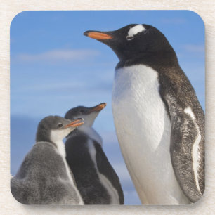 Posavasos Antártida, Neko Cove (Puerto). Pingüino de Gentoo