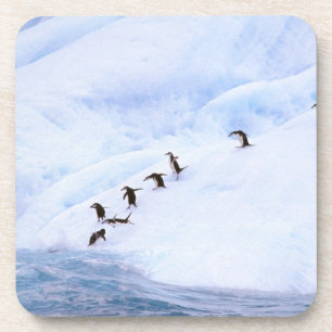 Posavasos Antártida, Península Antártica. Chinstrap