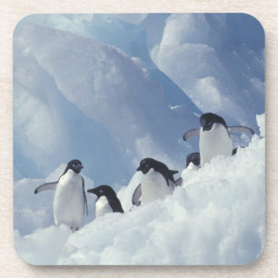 Posavasos Antártida. Pingüinos Adelie