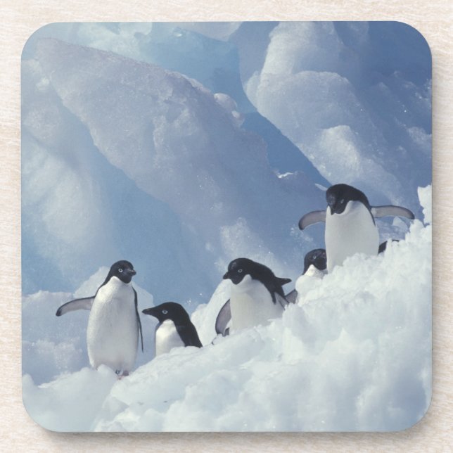Posavasos Antártida. Pingüinos Adelie (Frente)