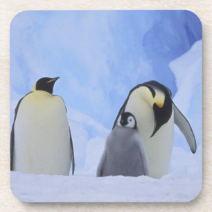 Posavasos Antártida. Pingüinos emperador y cría