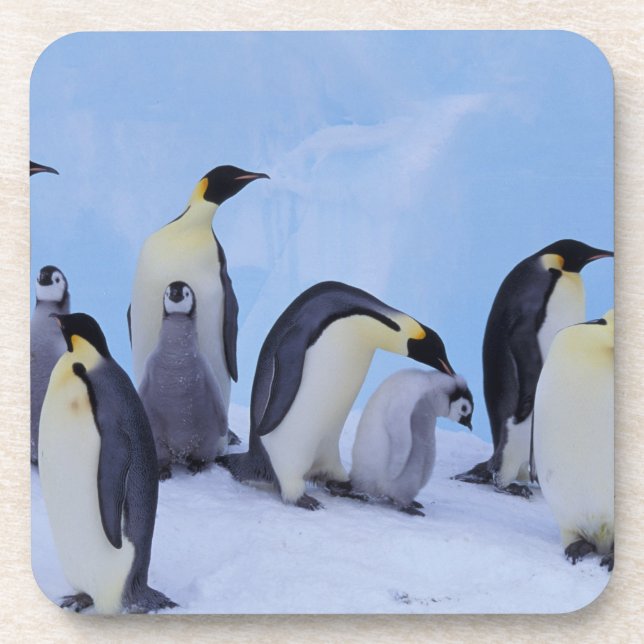 Posavasos Antártida, Pingüinos Emperadores (Frente)