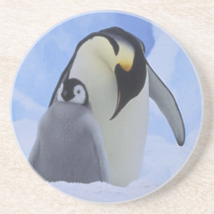 Posavasos Antártida. Pingüinos emperadores y cría