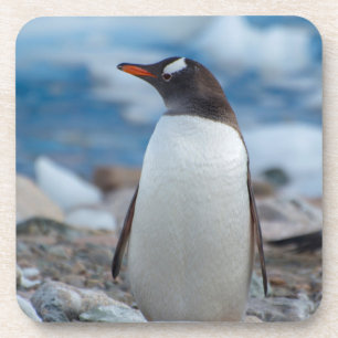 Posavasos Antártida. Puerto Neko. Pingüino de Gentoo