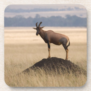 Posavasos Antílope de Tsessebe en el puesto de observación