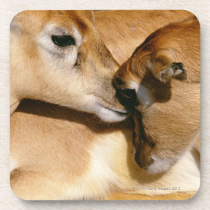 Posavasos Antílope y cervatillo africanos