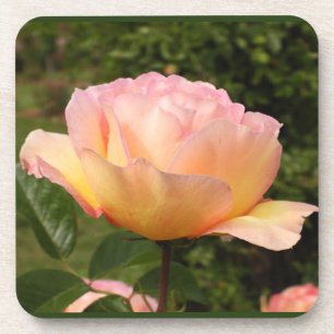 Posavasos Apricot Rosa