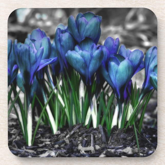 Posavasos Aqua Blue Crocus Blooms (Frente)