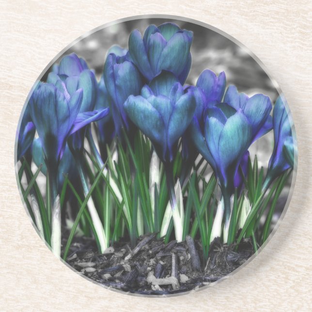 Posavasos Aqua Blue Crocus Blooms (Frente)