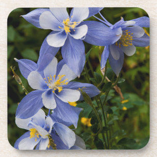Posavasos Aquilegia azul de Colorado cerca de Telluride Colo