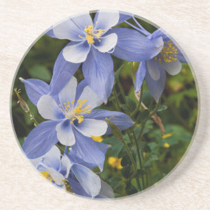 Posavasos Aquilegia azul de Colorado cerca de Telluride Colo