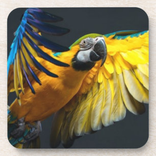 Posavasos Ara colorido del vuelo en un fondo oscuro