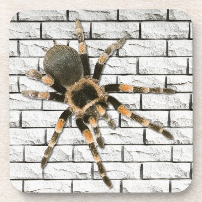 Posavasos araignée mygale (Brachypelma smithi).  (Frente)