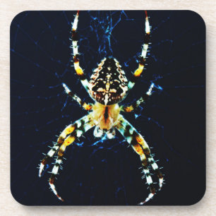 Posavasos Araña de jardín europeo