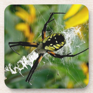Posavasos Araña de Orb Foto Impresionante en Red
