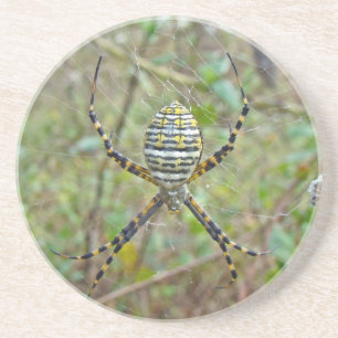 Posavasos Araña del tejedor del orbe del trifasciata del