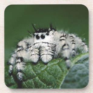 Posavasos Araña Saltarina Metaphid