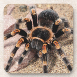 Posavasos Araña Tarantula de rodilla roja mexicana
