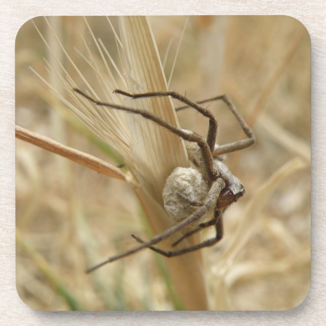 Posavasos Araña y Huevos (Frente)