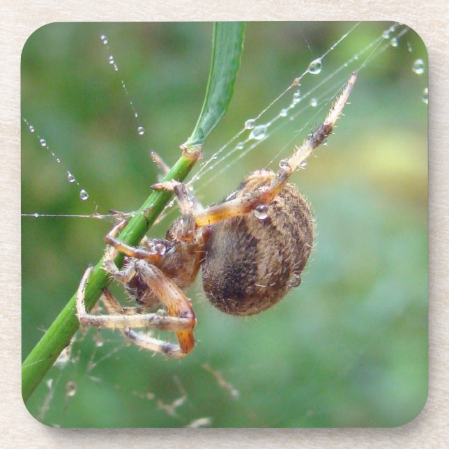 Posavasos Araneus - Orb Weaver Spider (Frente)