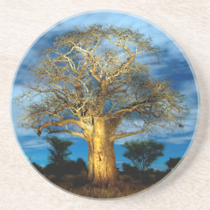 Posavasos Árbol Baobab (Adansonia) iluminado por la luna