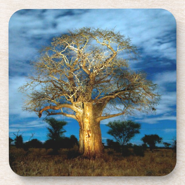 Posavasos Árbol De Baobab (Adansonia) Encendido Por La Luna (Frente)