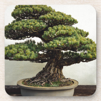 Posavasos Árbol de los bonsais de White Pine del japonés