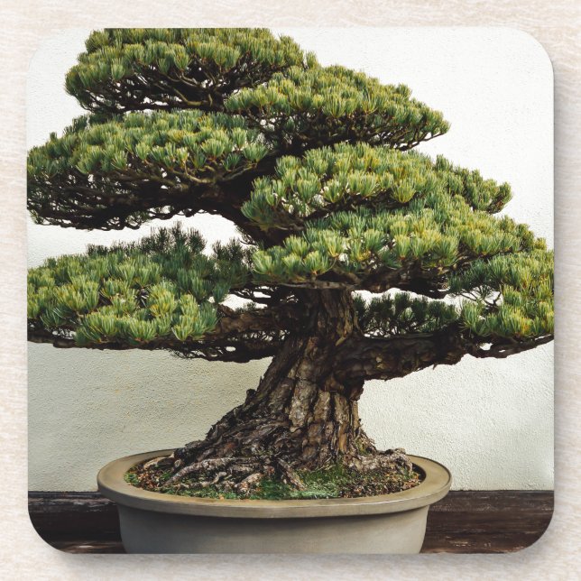 Posavasos Árbol de los bonsais de White Pine del japonés (Frente)