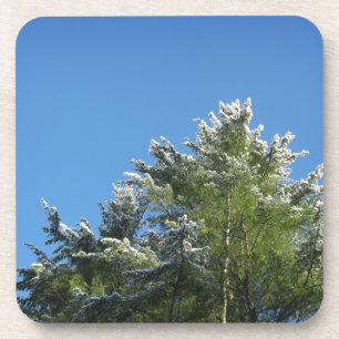 Posavasos Árbol de pino con puntas de nieve en cielo azul
