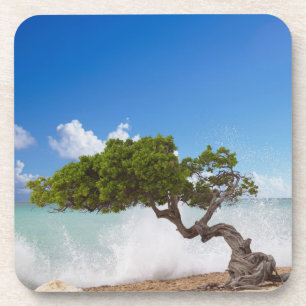 Posavasos Árbol Divi Divi, Playa Eagle, Aruba, Caribe