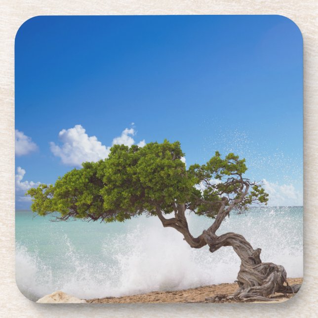Posavasos Árbol Divi Divi, Playa Eagle, Aruba, Caribe (Frente)