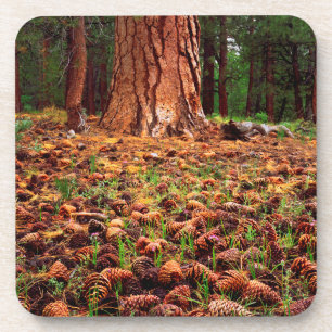 Posavasos Árbol Ponderosa de crecimiento antiguo con conos d