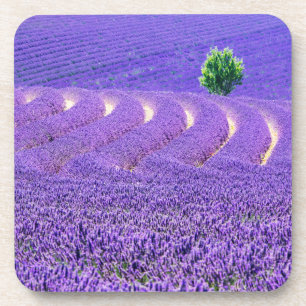 Posavasos Árbol solitario en campo de lavanda, Francia