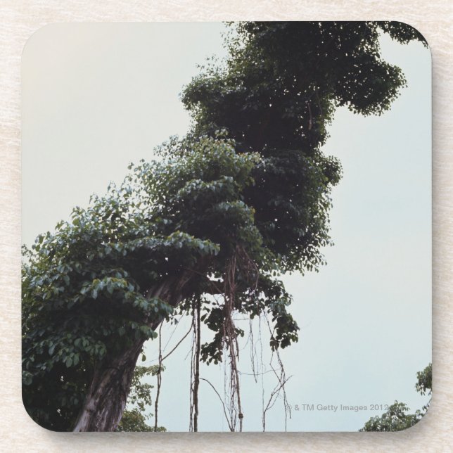 Posavasos Árbol y vides elevados en selva (Frente)
