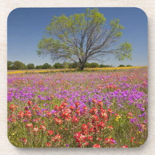 Posavasos Árboles de mezquite de primavera creciendo en flor