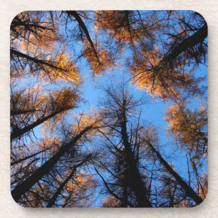Posavasos Árboles de otoño al atardecer