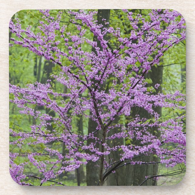 Posavasos Árboles de Redbud en plena flor de primavera cerca (Frente)