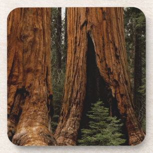 Posavasos Árboles de secoya, Parque Nacional Sequoia.