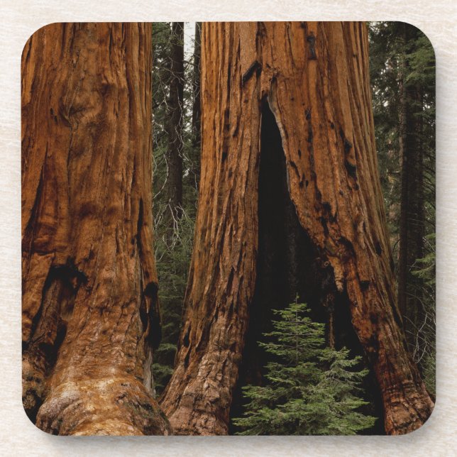 Posavasos Árboles de secoya, Parque Nacional Sequoia. (Frente)