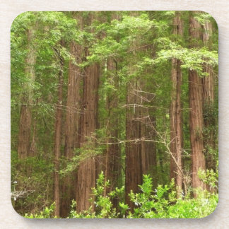 Posavasos Árboles de secuoya en monumento nacional Muir Wood