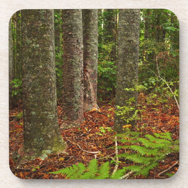 Posavasos Árboles Kuri | Nueva Zelanda (Frente)