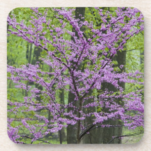 Posavasos Árboles Redbud en plena floración primaveral cerca