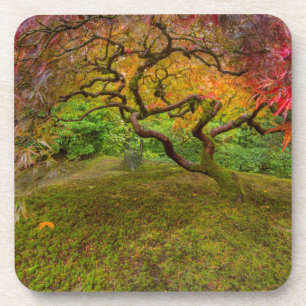 Posavasos Arce japonés en color de otoño