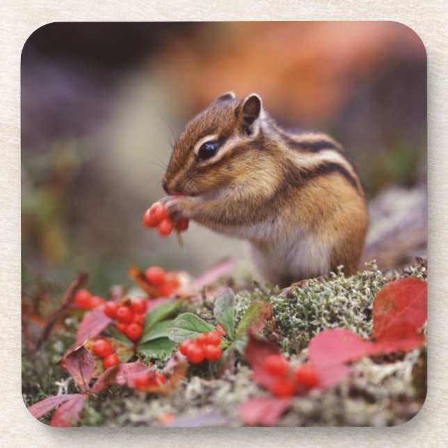 Posavasos Ardilla (Frente)