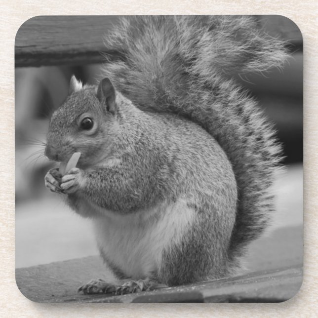 Posavasos Ardilla (Frente)