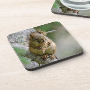 Posavasos Ardilla del bosque – Diseño de vida silvestre