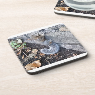 Posavasos Ardilla gris oriental