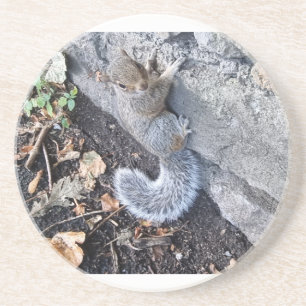 Posavasos Ardilla Gris Oriental O Ardilla Gris