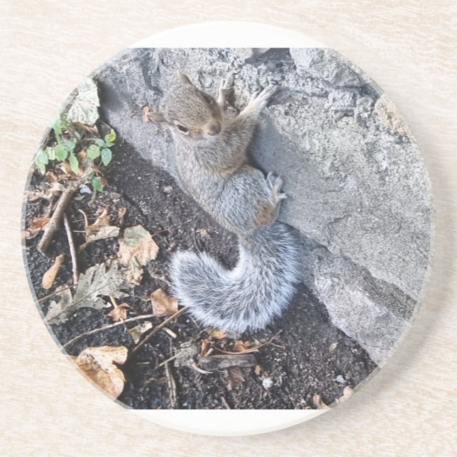 Posavasos Ardilla Gris Oriental O Ardilla Gris (Frente)